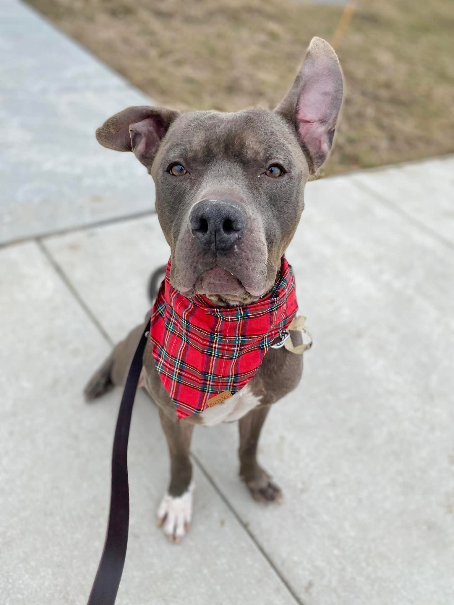 South Suburban Humane Society Matteson, IL