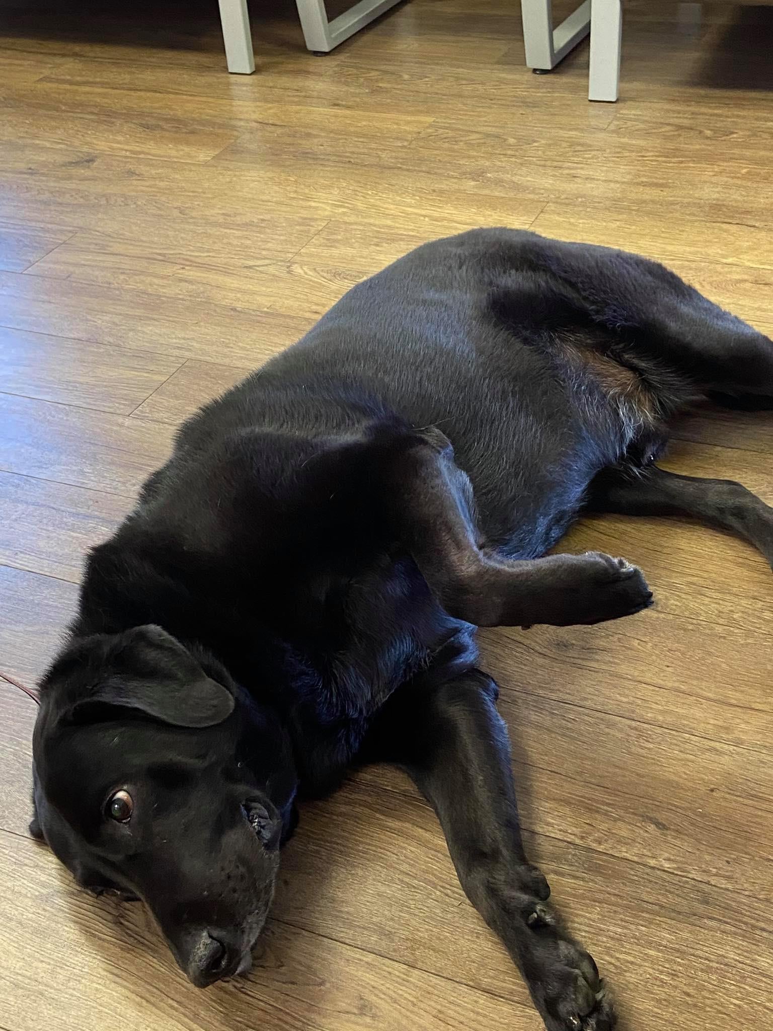 McGehee Clinic For Animals Memphis, TN