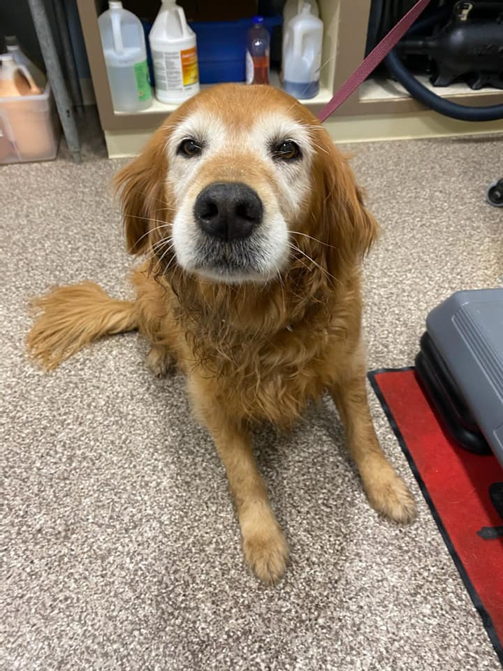 Grays Harbor Veterinary Services Montesano, WA