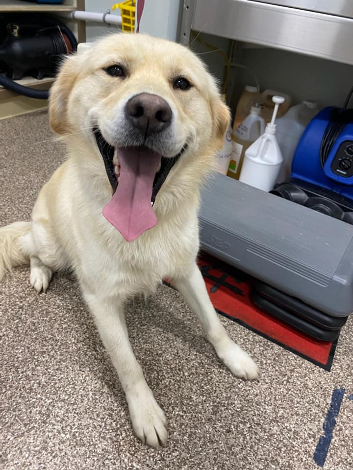 Grays Harbor Veterinary Services Montesano, WA