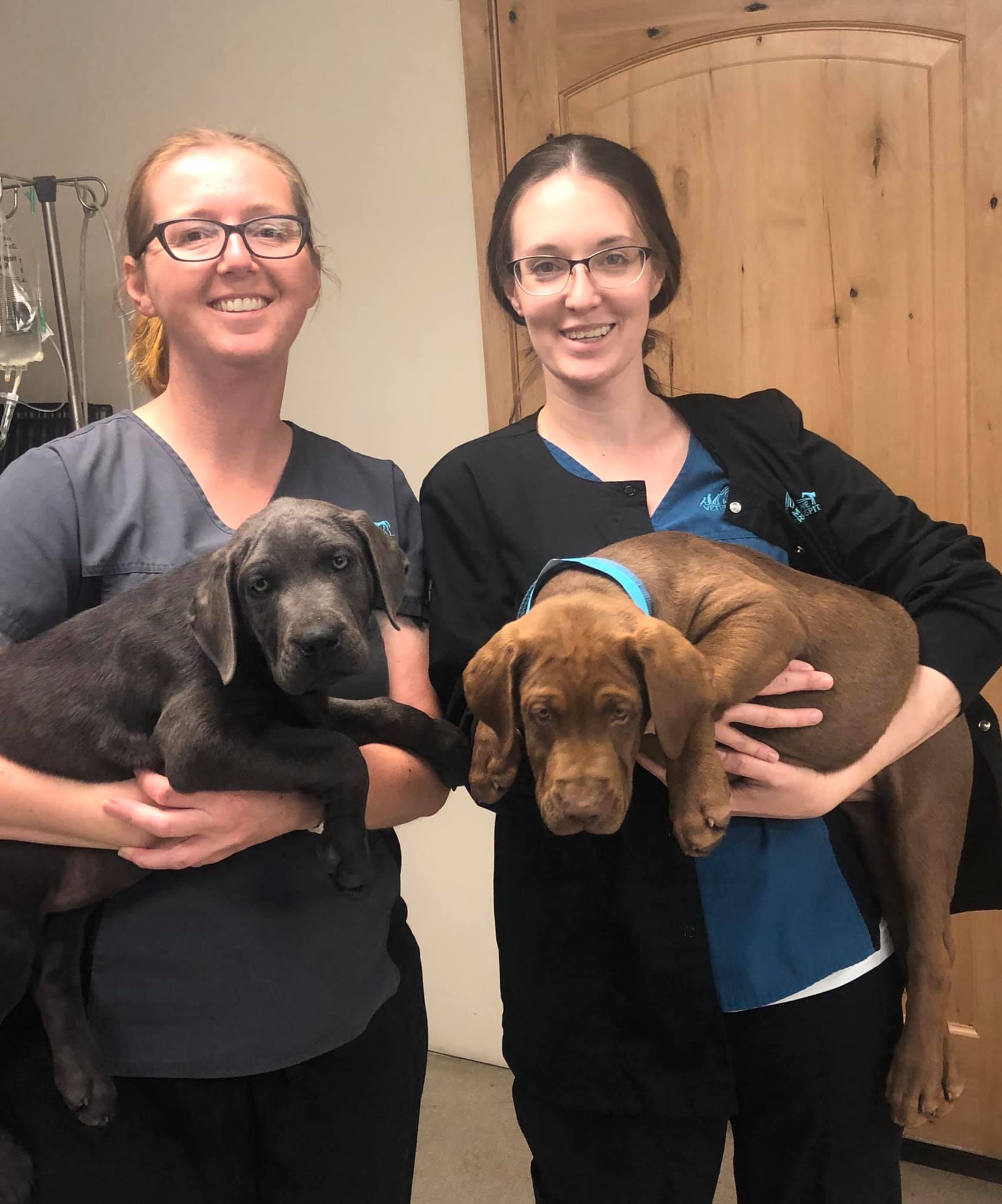 Find Pet Care Information and Veterinarians in Fairwood, Washington Find Pet Care Information and Veterinarians in Fairwood, Washington