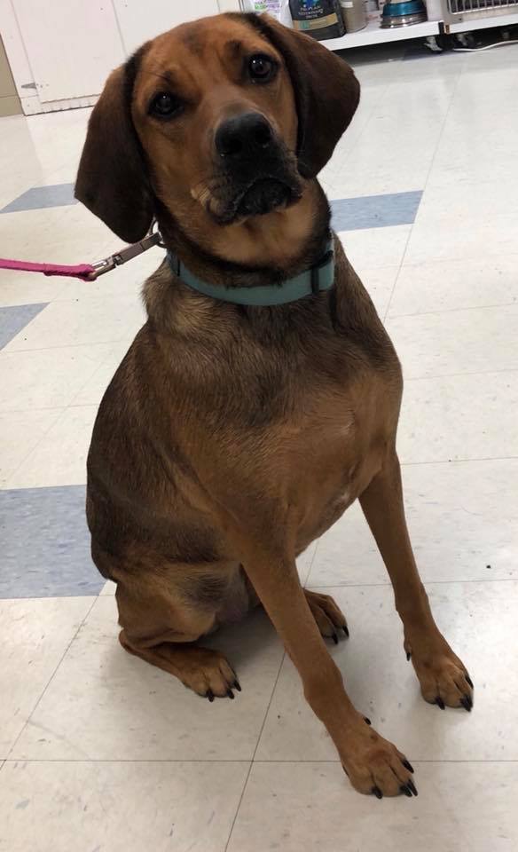 Find Pet Care Information and Veterinarians in Green-meadows, Nebraska Find Pet Care Information and Veterinarians in Green-meadows, Nebraska