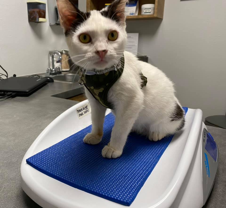 West Flamingo Animal Hospital – Las Vegas, NV West Flamingo Animal Hospital – Las Vegas, NV