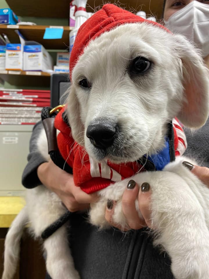 Medford Animal Hospital – Medford, NJ Medford Animal Hospital – Medford, NJ