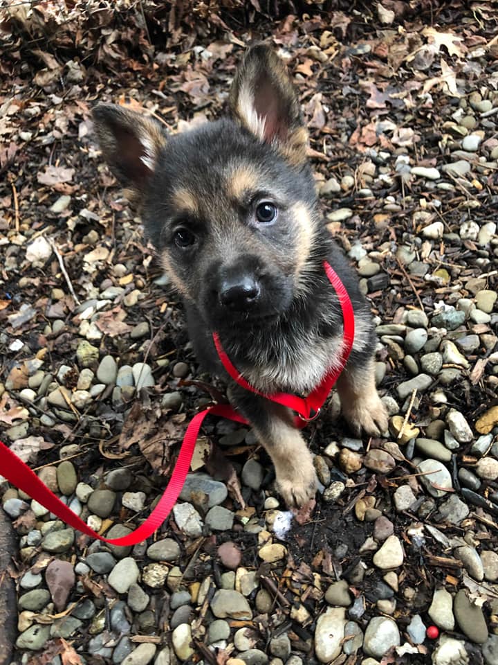 Medford Animal Hospital – Medford, NJ Medford Animal Hospital – Medford, NJ