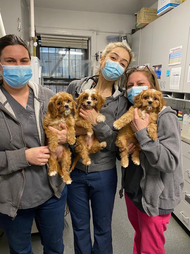 Find Pet Care Information and Veterinarians in Sutton-place, New-york Find Pet Care Information and Veterinarians in Sutton-place, New-york
