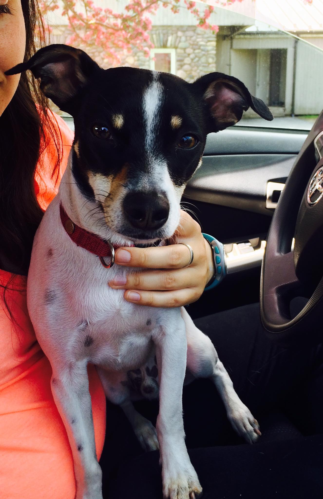 Animal Hospital of Sullivan County – Ferndale, NY Animal Hospital of Sullivan County – Ferndale, NY
