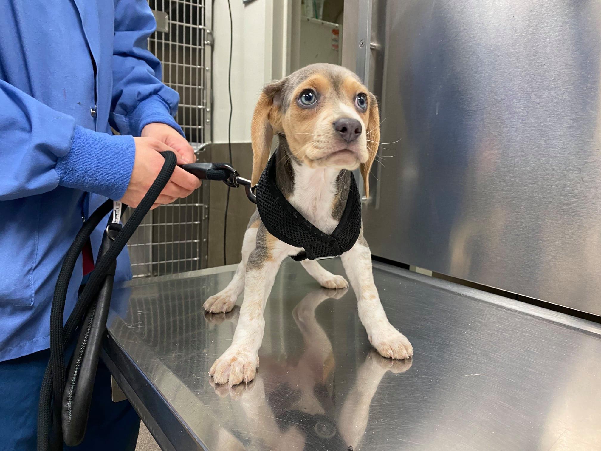 Find Pet Care Information and Veterinarians in Newyork, Newyork