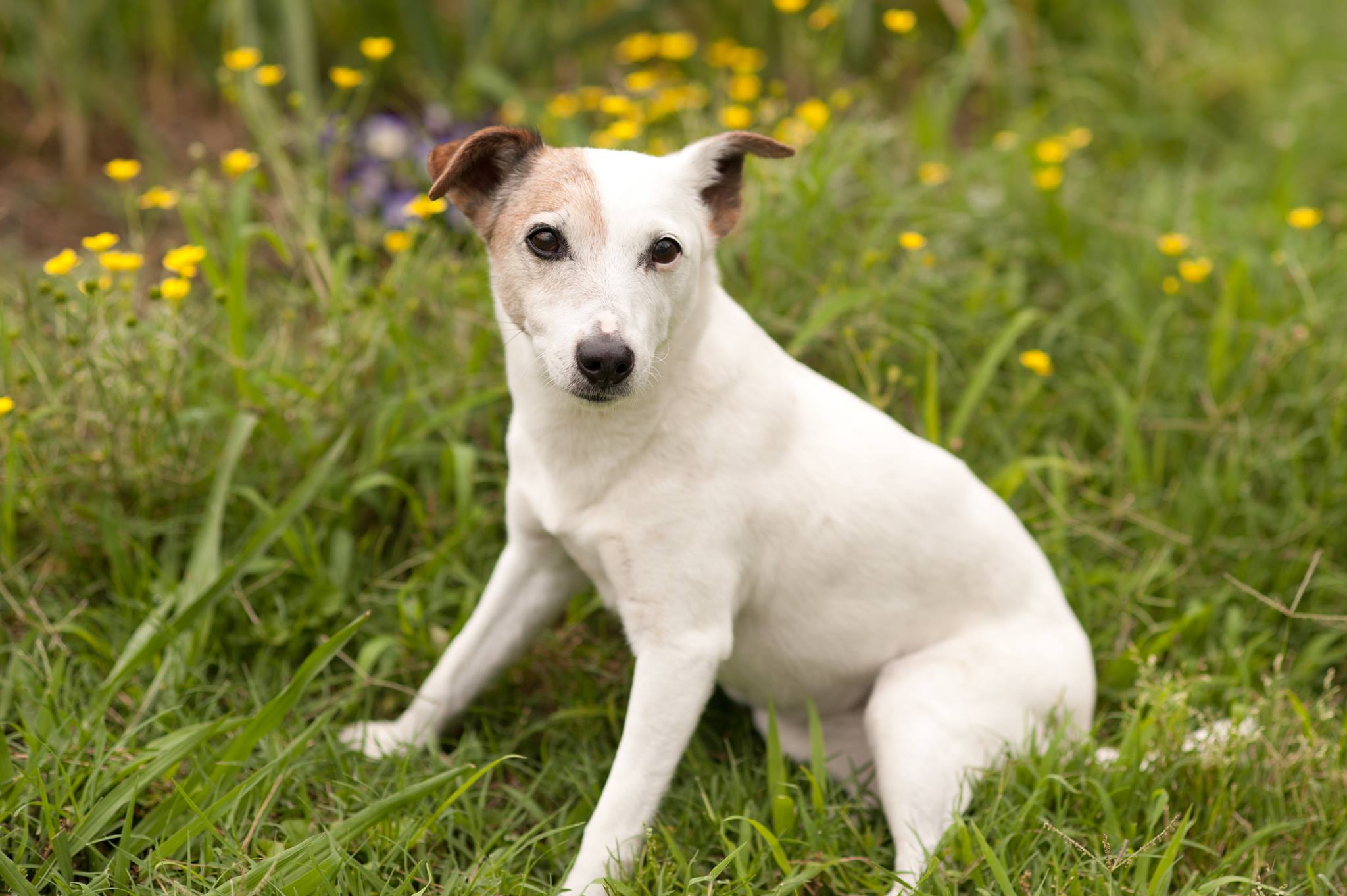 Find Pet Care Information and Veterinarians in Hedrick-mountain, North-carolina Find Pet Care Information and Veterinarians in Hedrick-mountain, North-carolina