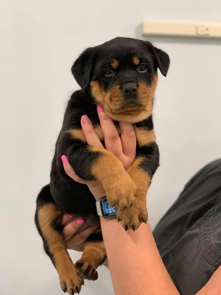 Find Pet Care Information and Veterinarians in Hedrick-mountain, North-carolina Find Pet Care Information and Veterinarians in Hedrick-mountain, North-carolina