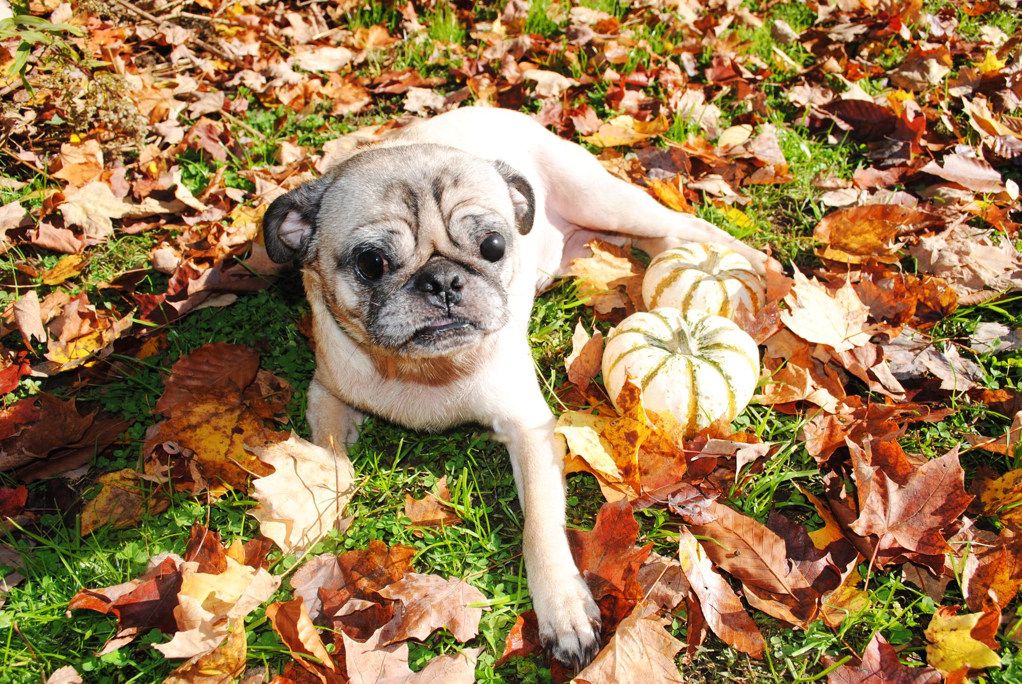 Find Pet Care Information and Veterinarians in Upchurch, North-carolina Find Pet Care Information and Veterinarians in Upchurch, North-carolina