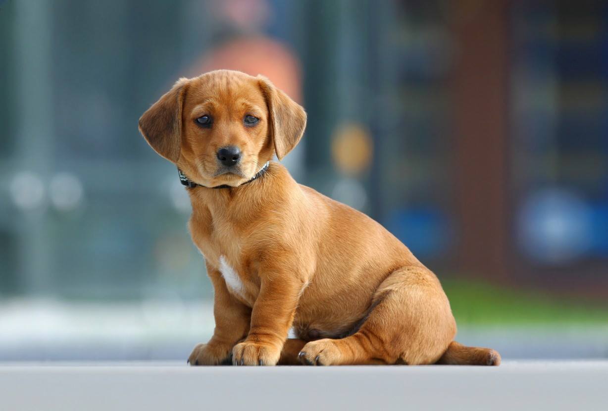 Find Pet Care Information and Veterinarians in Upchurch, North-carolina Find Pet Care Information and Veterinarians in Upchurch, North-carolina