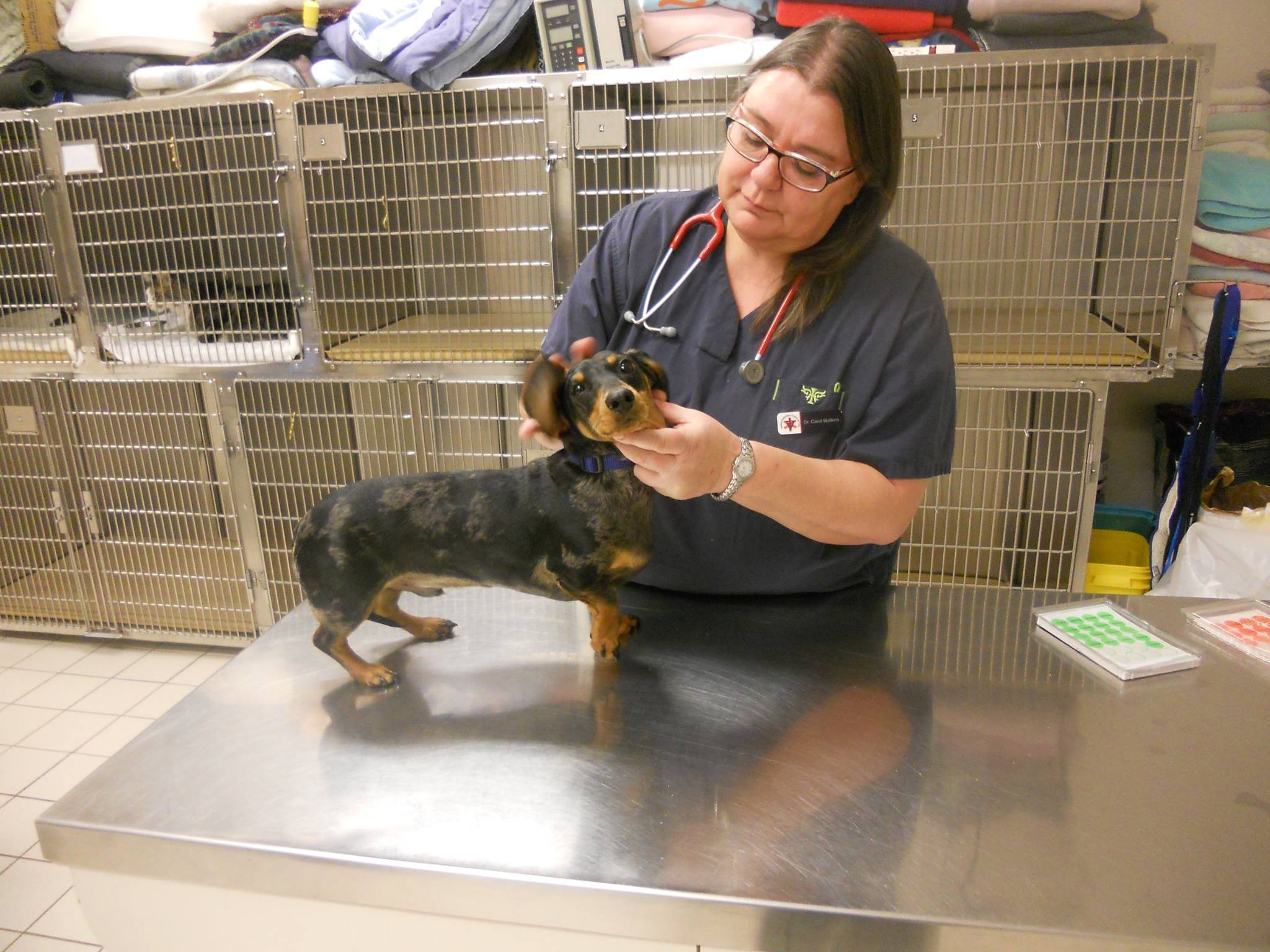 Find Pet Care Information and Veterinarians in Upchurch, North-carolina Find Pet Care Information and Veterinarians in Upchurch, North-carolina
