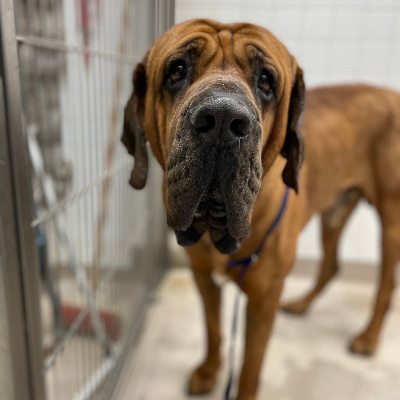 Care First Animal Hospital – Raleigh, NC Care First Animal Hospital – Raleigh, NC