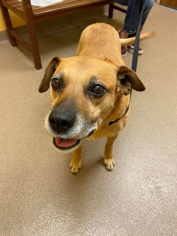 North Iredell Animal Hospital – Statesville, NC North Iredell Animal Hospital – Statesville, NC