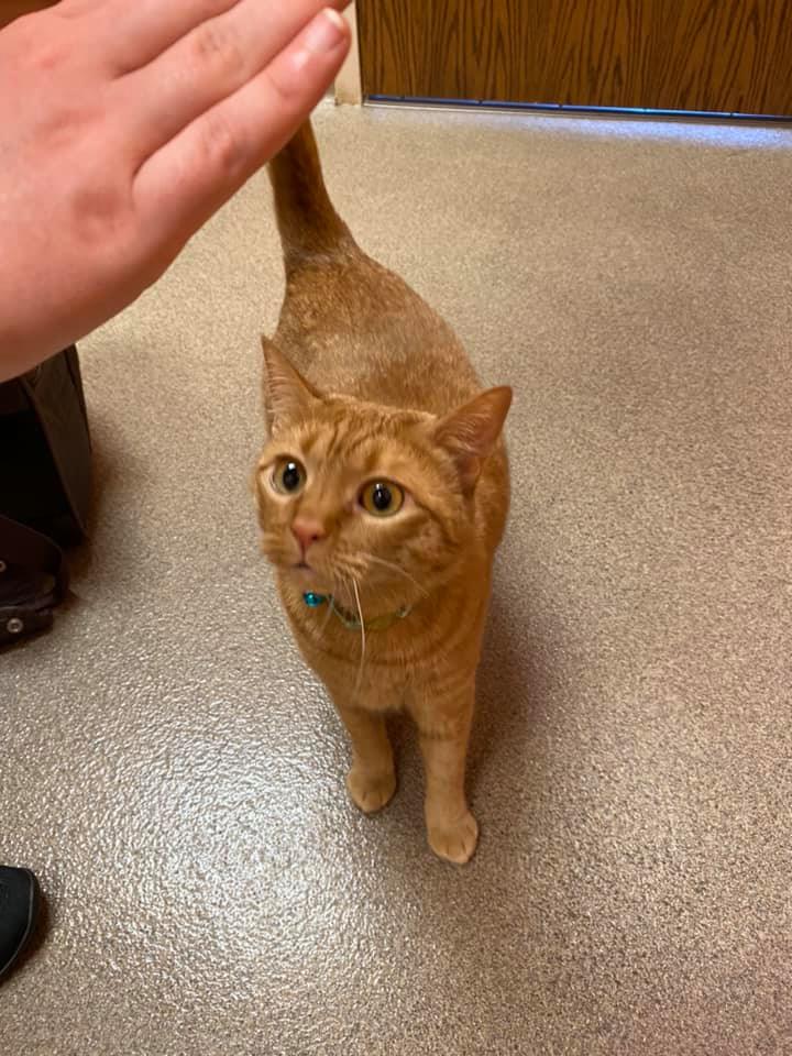 North Iredell Animal Hospital – Statesville, NC North Iredell Animal Hospital – Statesville, NC