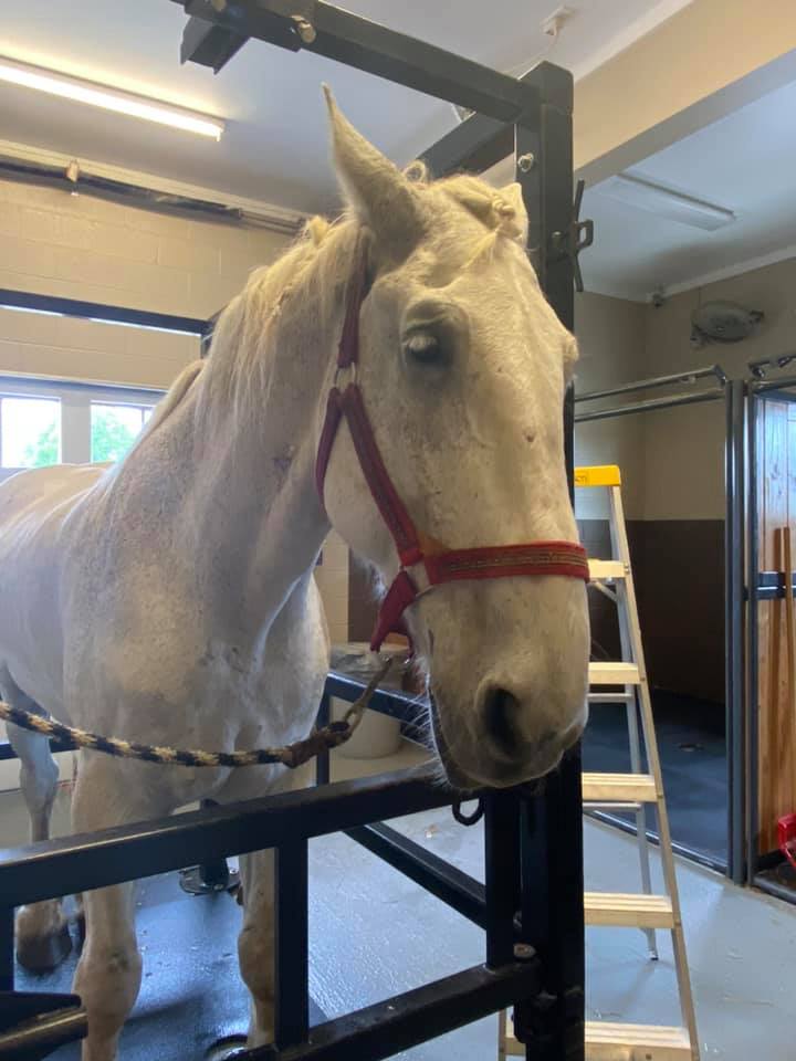 North Iredell Animal Hospital – Statesville, NC North Iredell Animal Hospital – Statesville, NC