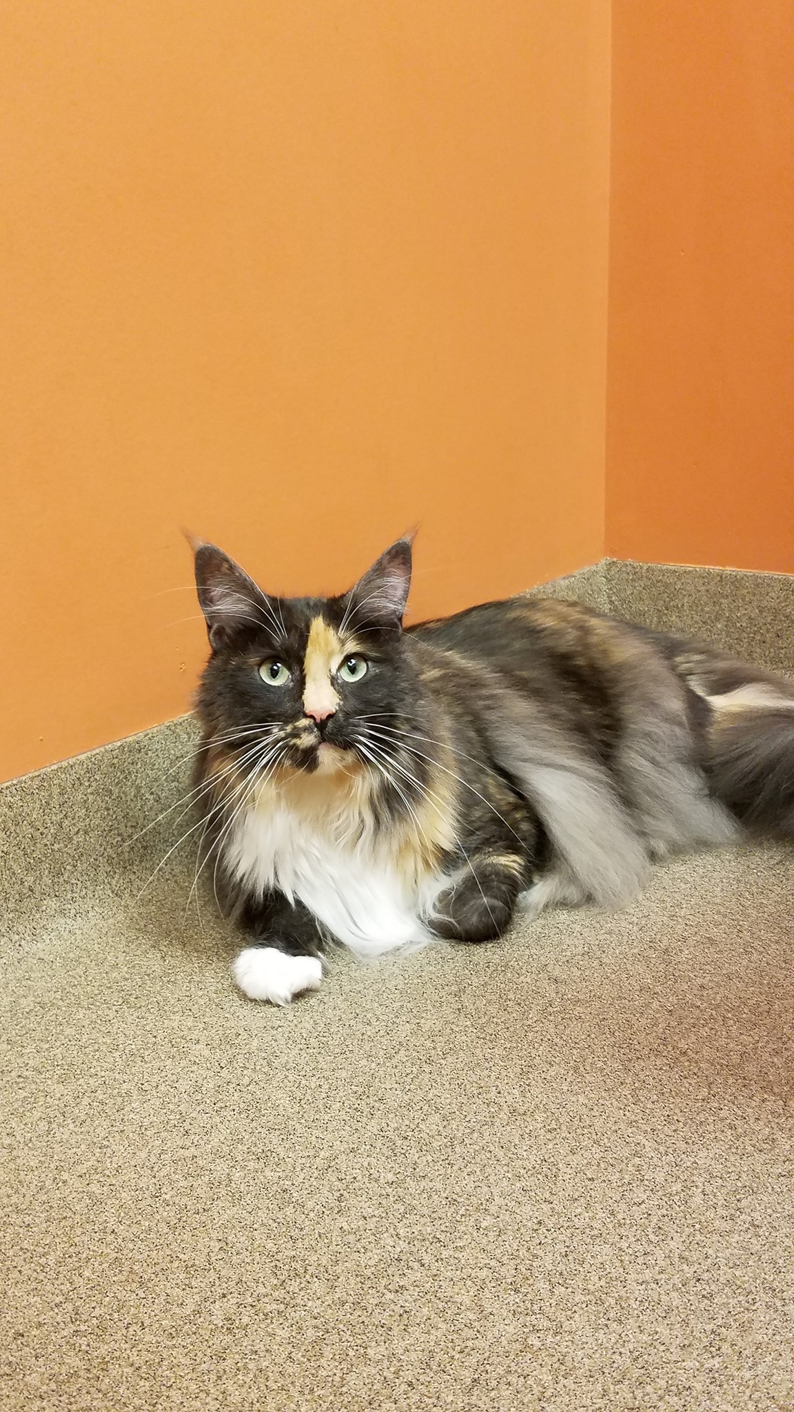 North Iredell Animal Hospital – Statesville, NC North Iredell Animal Hospital – Statesville, NC