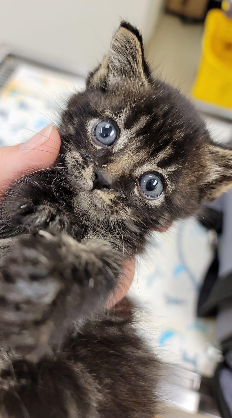 TLC Veterinary Clinic Olympia, WA