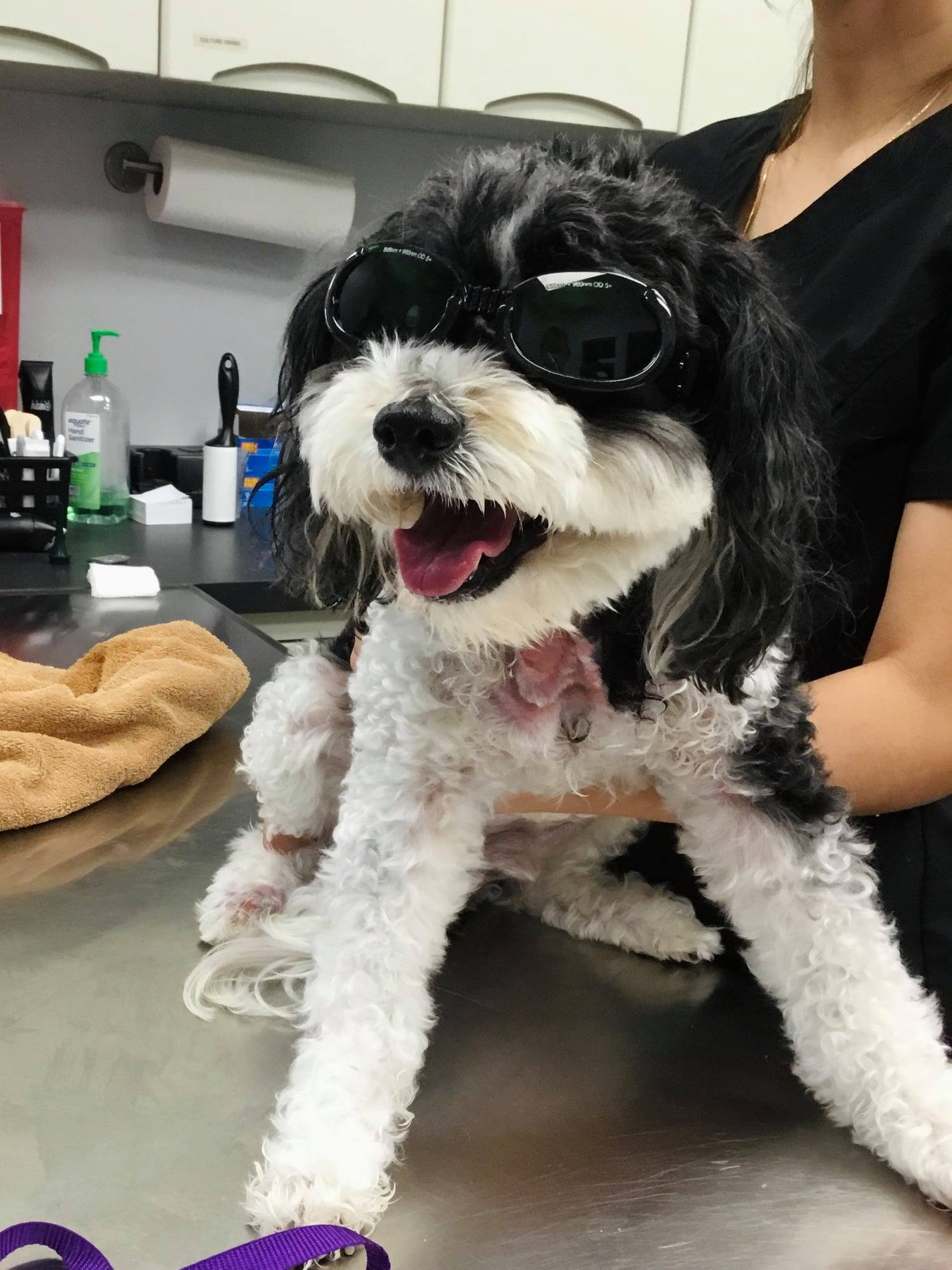 Find Pet Care Information and Veterinarians in Kissimmee, Florida Find Pet Care Information and Veterinarians in Kissimmee, Florida