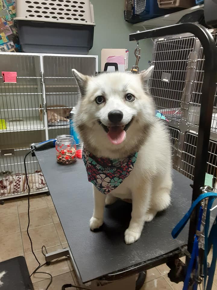 Underhill Animal Hospital – Orlando, FL Underhill Animal Hospital – Orlando, FL