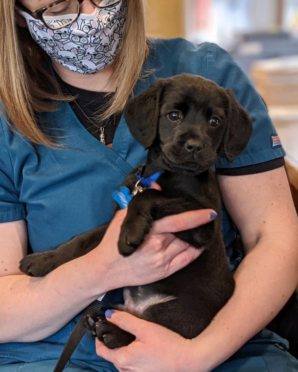 Ardmore Animal Hospital – Ardmore, PA Ardmore Animal Hospital – Ardmore, PA