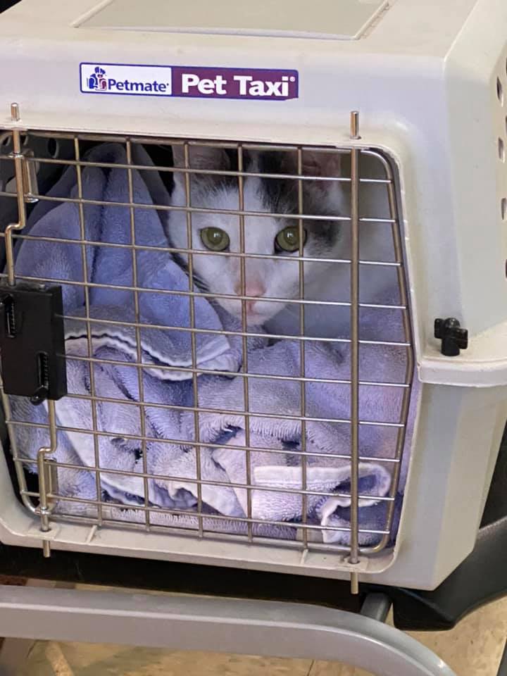 Find Pet Care Information and Veterinarians in Fairway, Pennsylvania Find Pet Care Information and Veterinarians in Fairway, Pennsylvania