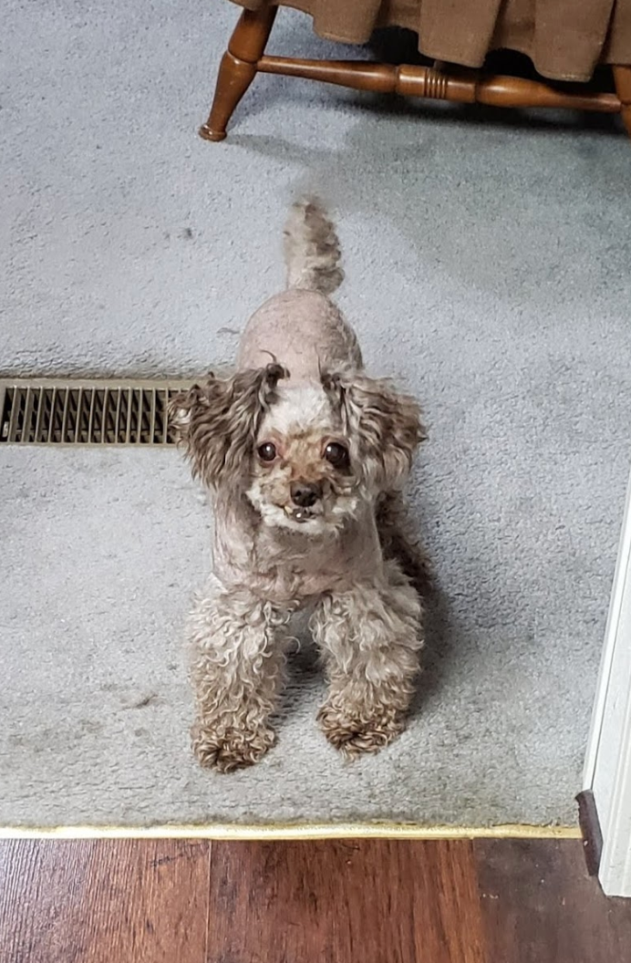 Broadway Animal Hospital Pittsburg, KS