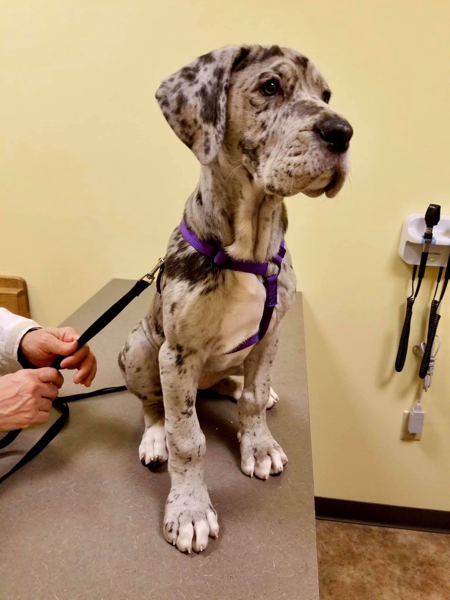 Find Pet Care Information and Veterinarians in Rocky-point, New-york Find Pet Care Information and Veterinarians in Rocky-point, New-york