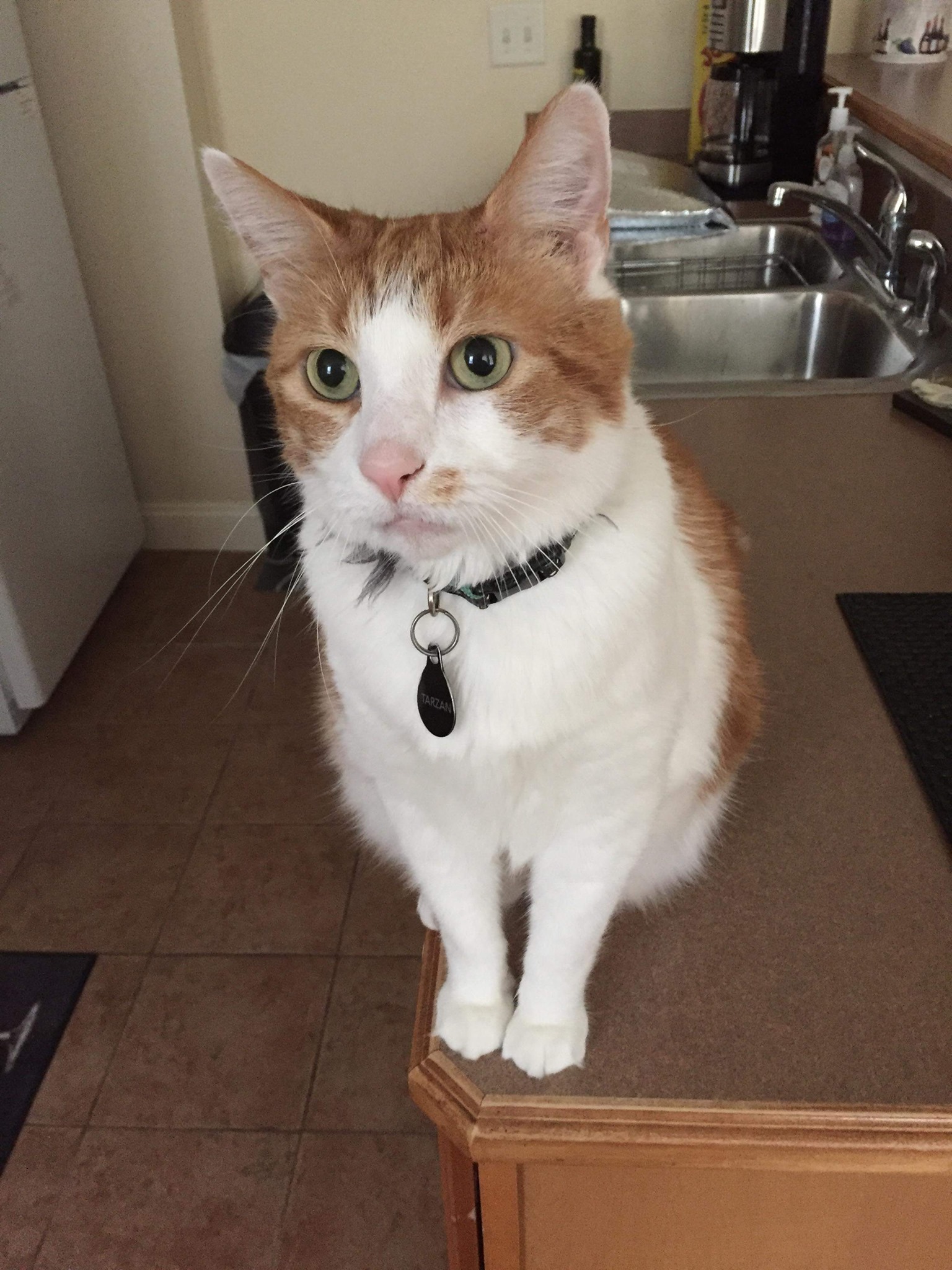 Find Pet Care Information and Veterinarians in Rocky-point, New-york Find Pet Care Information and Veterinarians in Rocky-point, New-york