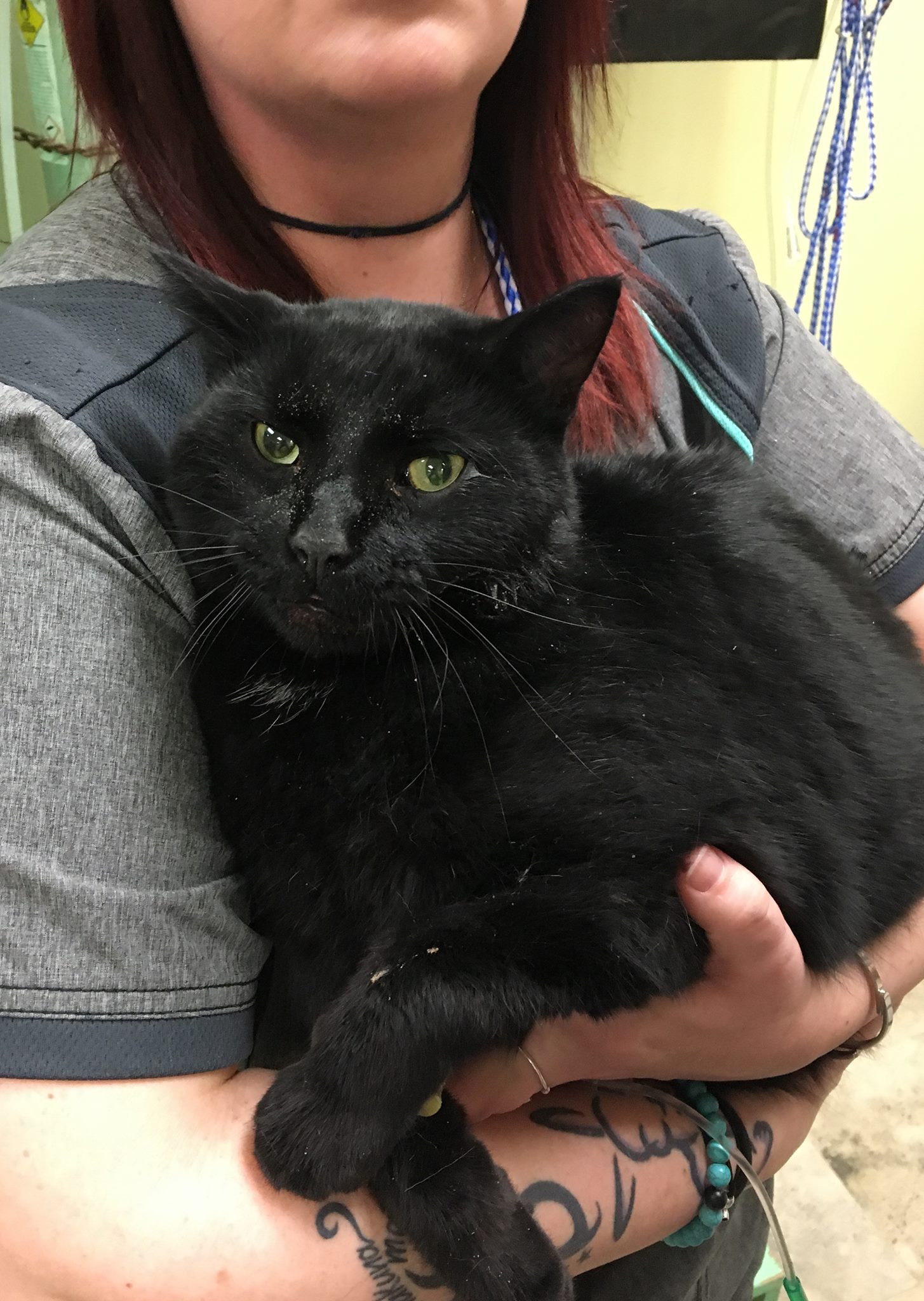 Find Pet Care Information and Veterinarians in Rocky-point, New-york Find Pet Care Information and Veterinarians in Rocky-point, New-york