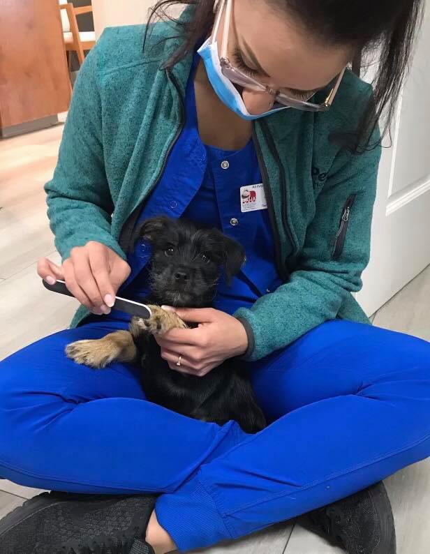 All Pets Animal Hospital – Rogers, AR All Pets Animal Hospital – Rogers, AR
