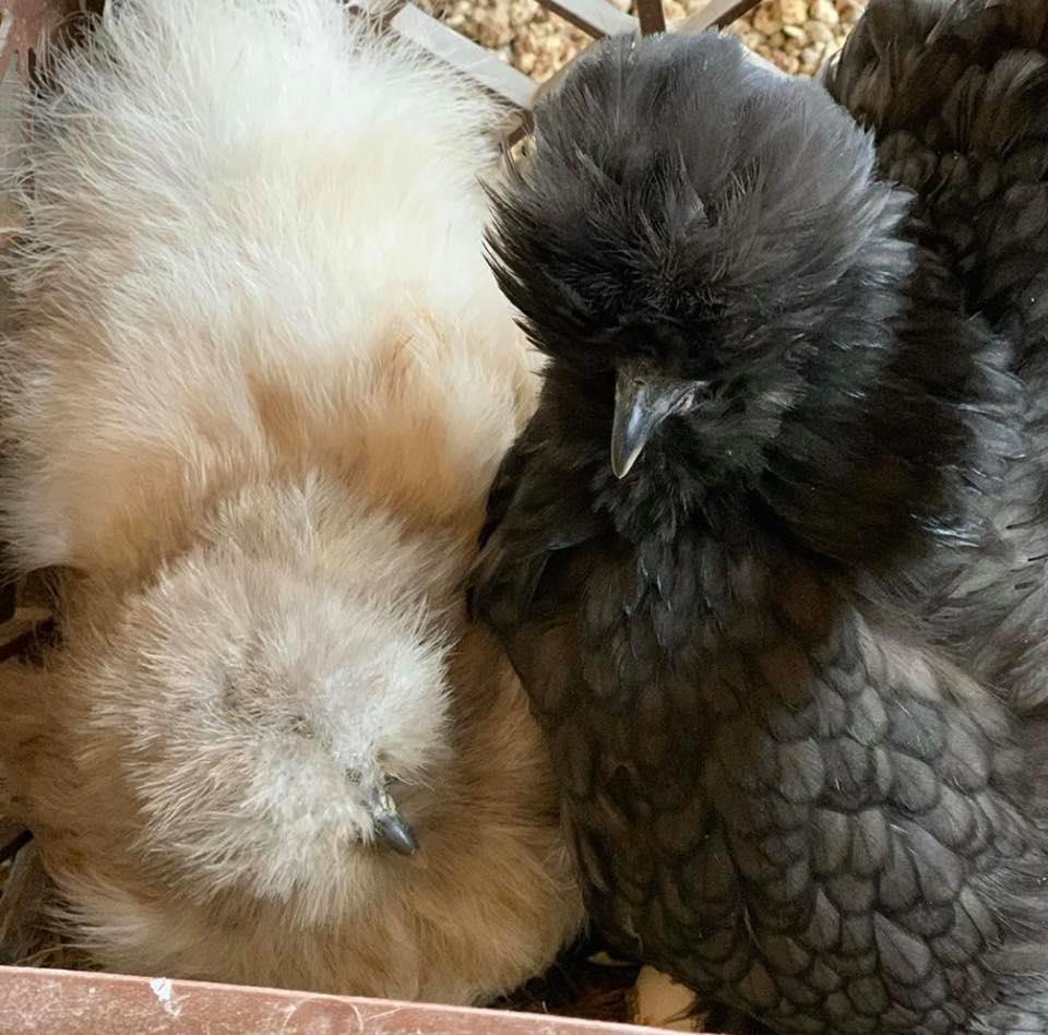 St. Francis' Pet Hospital Darby Darby, MT