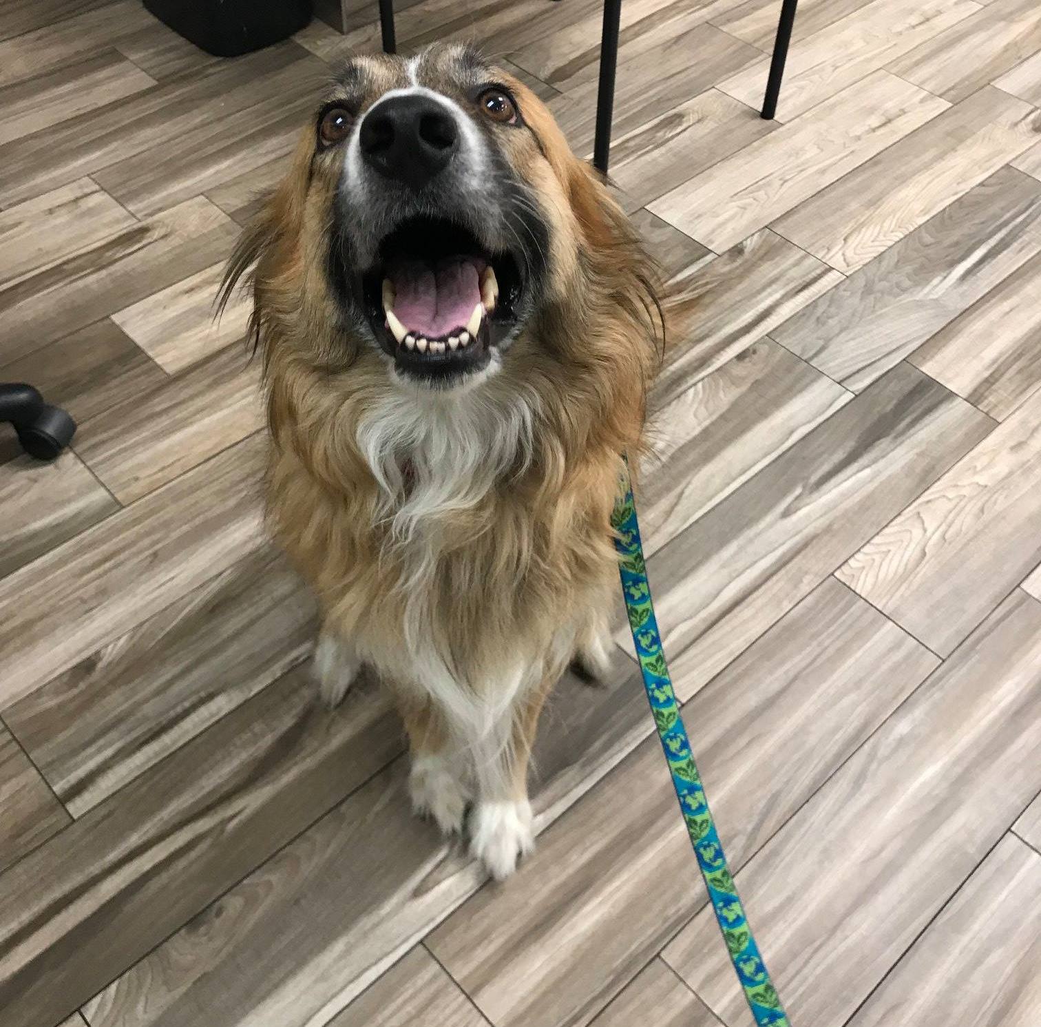 Southwest Animal Emergency Clinic Saint George Ut