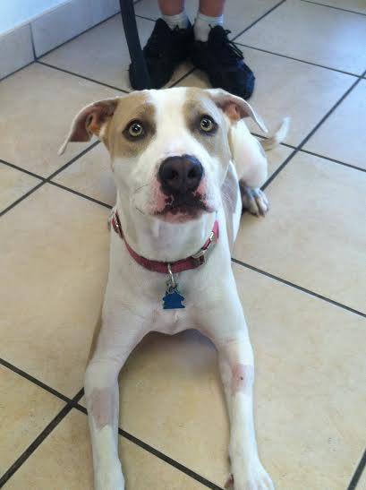 southwest pet clinic