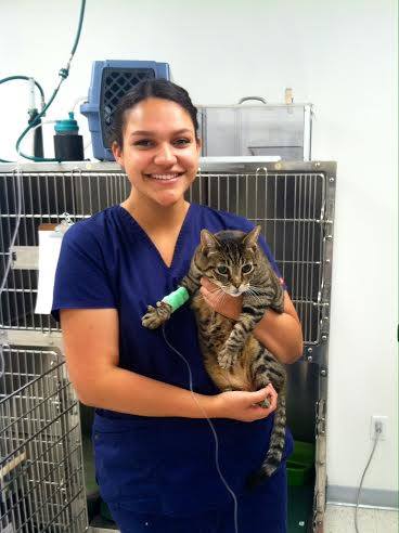 southwest animal emergency clinic