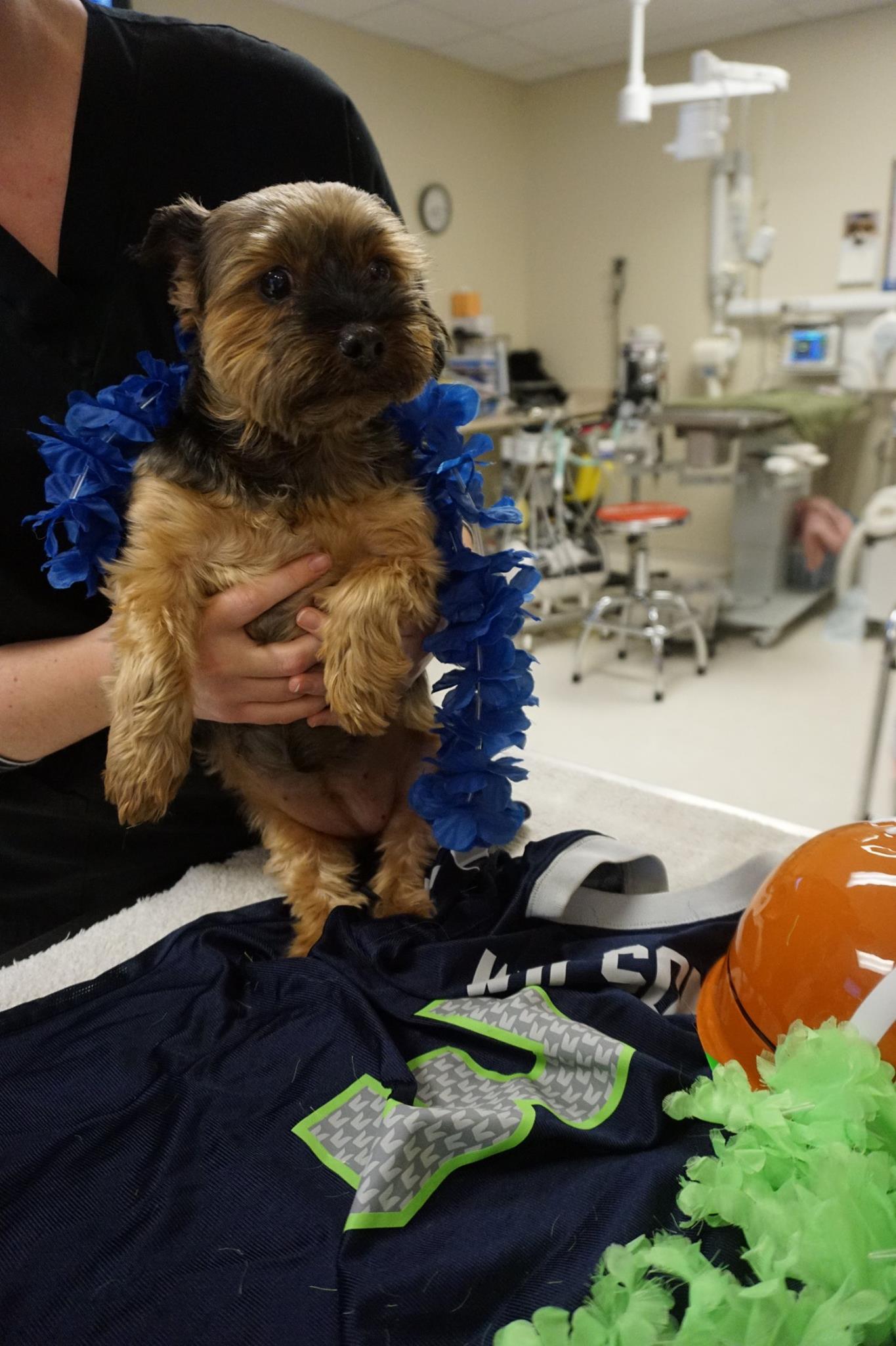 Find Pet Care Information and Veterinarians in Fairwood, Washington Find Pet Care Information and Veterinarians in Fairwood, Washington