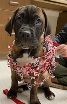 Find Pet Care Information and Veterinarians in Fairwood, Washington Find Pet Care Information and Veterinarians in Fairwood, Washington
