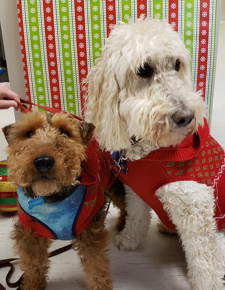 Find Pet Care Information and Veterinarians in Fairwood, Washington Find Pet Care Information and Veterinarians in Fairwood, Washington