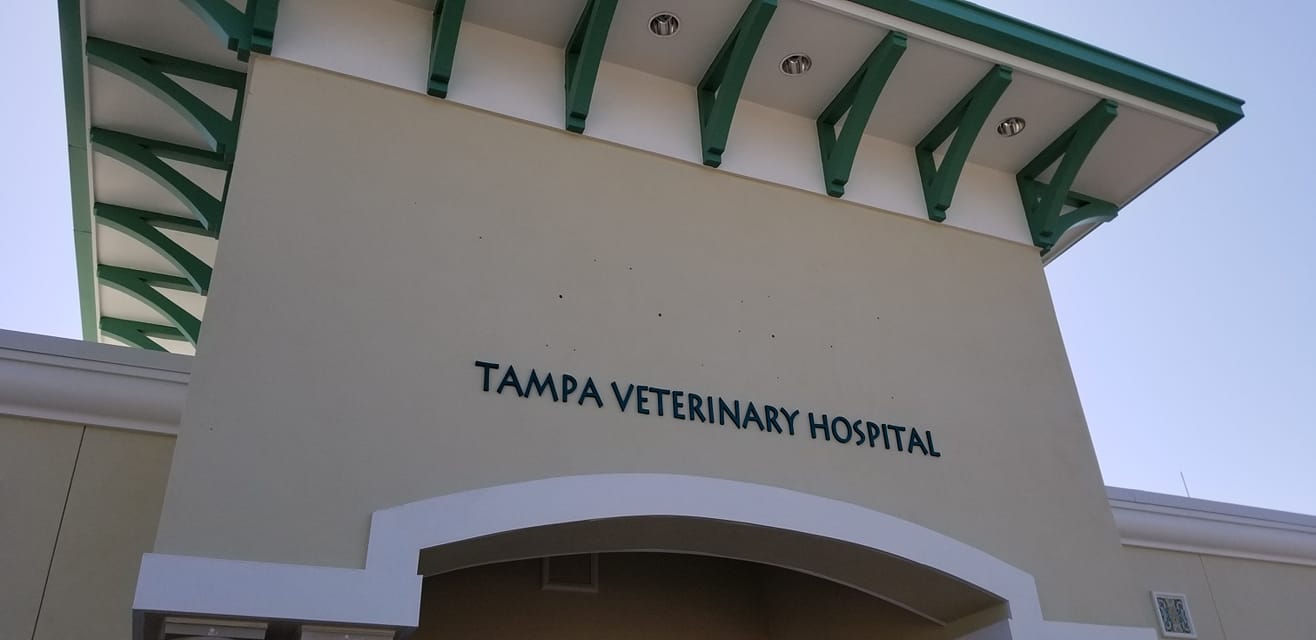 Find Pet Care Information and Veterinarians in Tampa, Florida