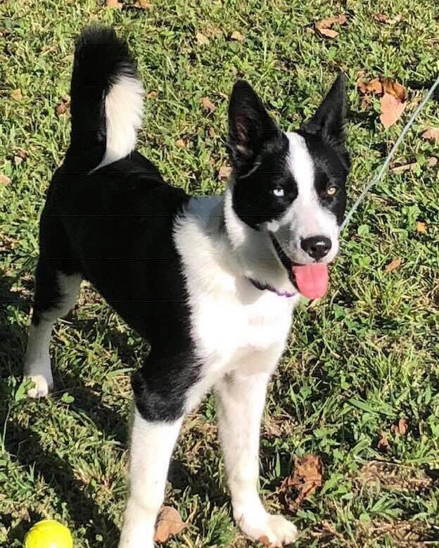 Sanders Animal Hospital – Jonesborough, TN Sanders Animal Hospital – Jonesborough, TN