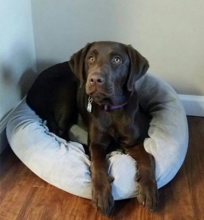 Sanders Animal Hospital – Jonesborough, TN Sanders Animal Hospital – Jonesborough, TN
