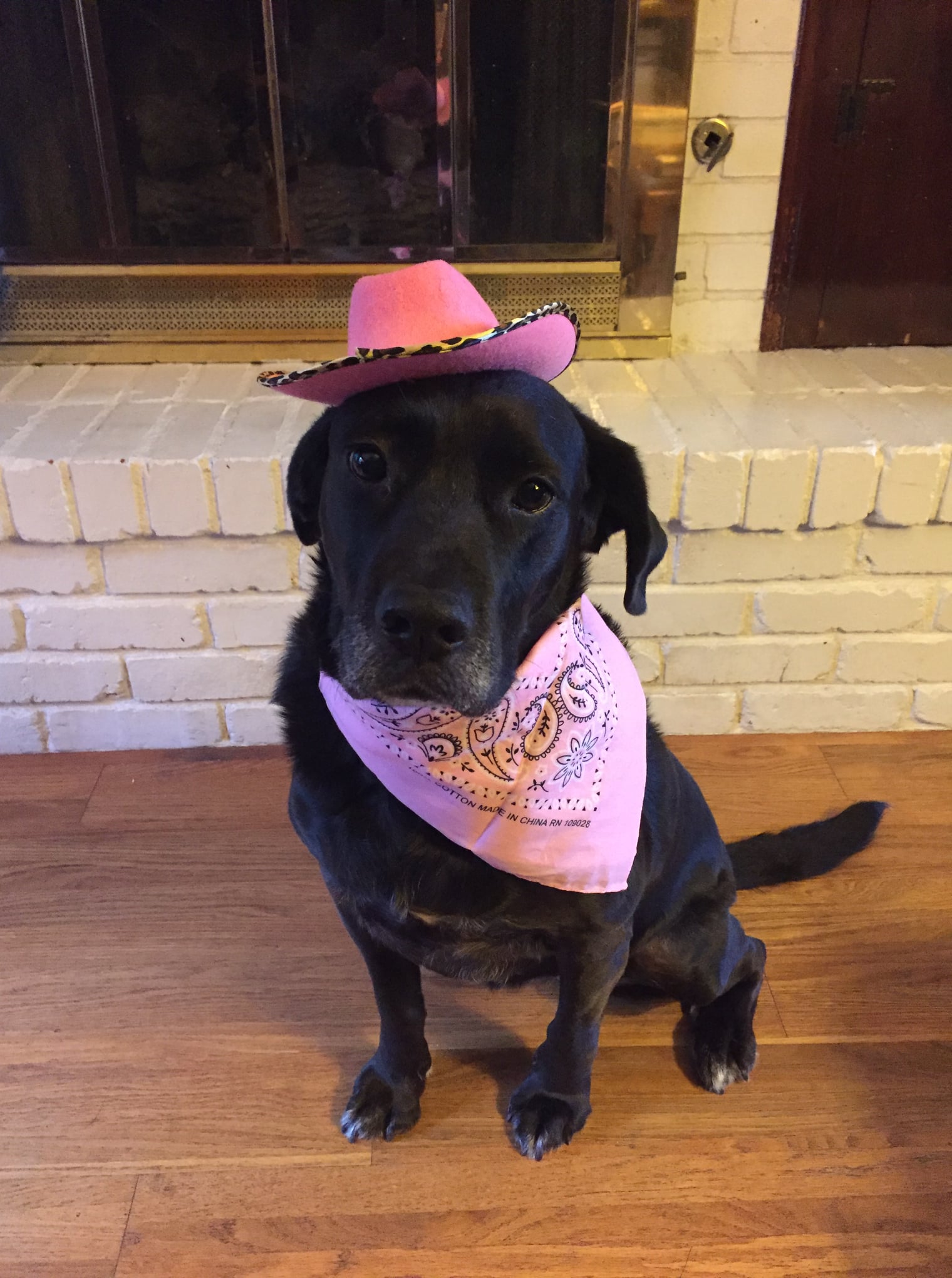 Animal Hospital of Park Glen – Fort Worth, TX Animal Hospital of Park Glen – Fort Worth, TX
