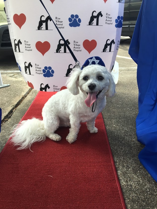 Rice Village Animal Hospital – Houston, TX Rice Village Animal Hospital – Houston, TX