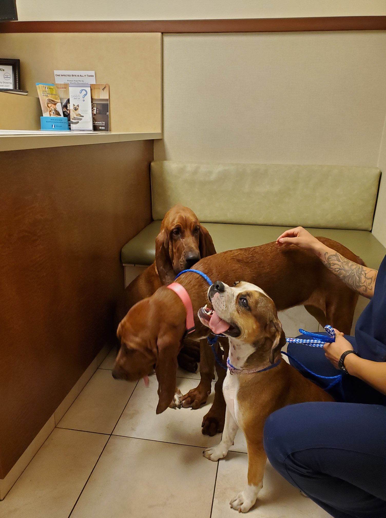 Cinco Ranch Veterinary Hospital – Katy, TX