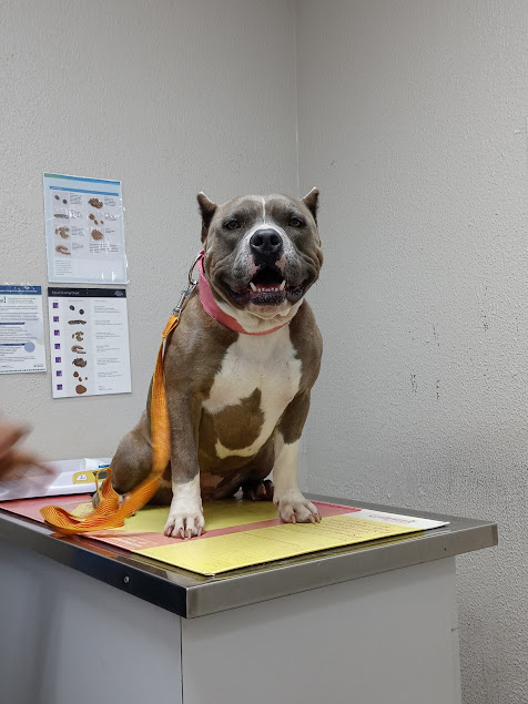 amigo animal clinic pasadena tx