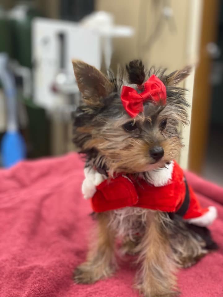 stateline animal hospital texarkana
