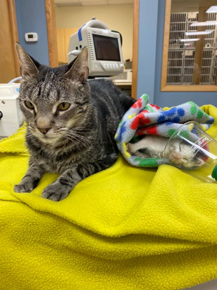 Pet Medical Center of Urbandale Urbandale, IA