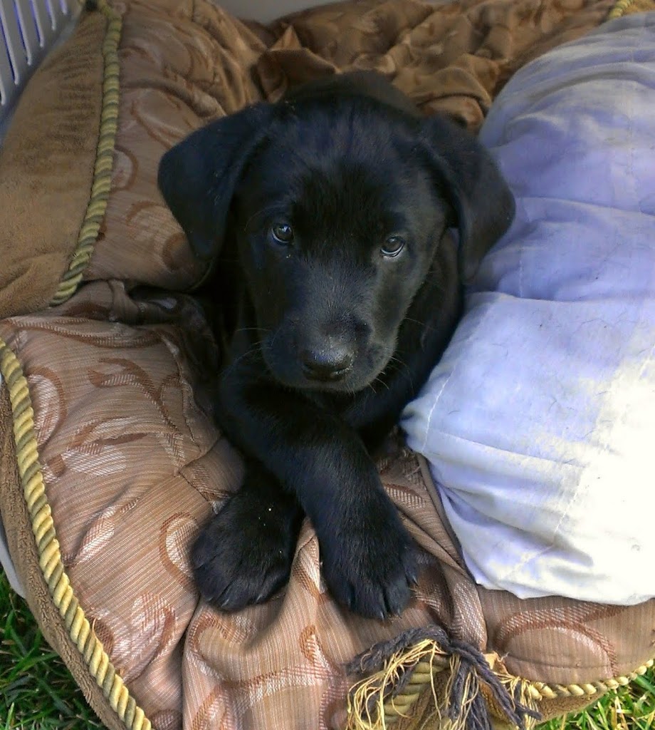 Find Pet Care Information and Veterinarians in Wing, Utah Find Pet Care Information and Veterinarians in Wing, Utah