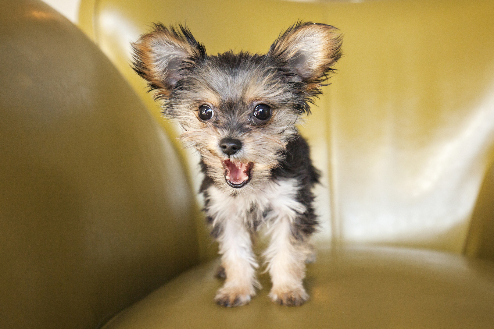 Find Pet Care Information and Veterinarians in Spanaway, Washington Find Pet Care Information and Veterinarians in Spanaway, Washington